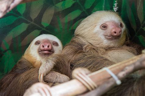 costa rica sloth sanctuary vacation